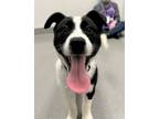 Adopt SATURN a Border Collie, Mixed Breed