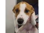 Adopt Reyna a Mixed Breed