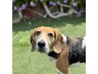 Adopt Olive a Beagle