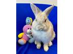 Adopt DOLLY* a Bunny Rabbit