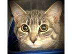 Adopt JUNE* a Domestic Short Hair