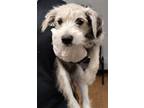 Adopt Betsy a Terrier, Mixed Breed