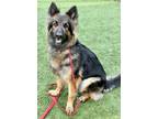 Adopt Bella a German Shepherd Dog, Mixed Breed