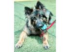 Adopt Bella a German Shepherd Dog, Mixed Breed