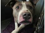 Adopt A2134430 a Pit Bull Terrier