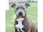 Adopt DOVE a Staffordshire Bull Terrier
