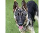 Adopt LULA a German Shepherd Dog