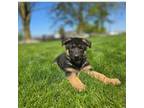 German Shepherd Dog Puppy for sale in Fort Wayne, IN, USA