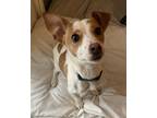 Adopt Violet a Jack Russell Terrier