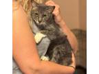 Adopt Daisy a American Shorthair, Domestic Short Hair