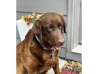 Adopt Granite Falls / Ruby a Labrador Retriever