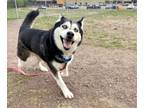 Adopt SNOWFALL a Siberian Husky