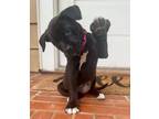 Adopt Spark a Labrador Retriever, Pit Bull Terrier