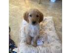 Golden Retriever Puppy for sale in Dudley, MA, USA