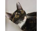 Adopt Cleopatra a Domestic Short Hair