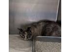 Adopt Jane a Domestic Short Hair