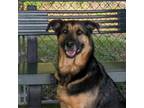 Adopt Lexi a German Shepherd Dog