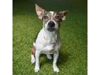 Adopt Daisy a Parson Russell Terrier
