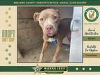 Adopt Queen a Mixed Breed
