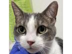 Adopt Lily 2 a Domestic Short Hair