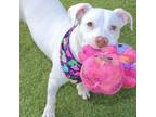 Adopt Tesla a Pit Bull Terrier, Mixed Breed
