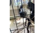 Adopt Laney a Mixed Breed