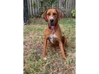 Adopt Valerie a Redbone Coonhound, Rhodesian Ridgeback