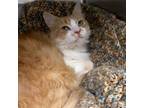 Adopt Anita a Domestic Long Hair, Domestic Short Hair