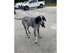 Adopt HEINEKEN a German Shorthaired Pointer