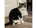 Adopt Willow Girl a Domestic Short Hair