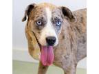 Adopt Crystal a Catahoula Leopard Dog, Labrador Retriever