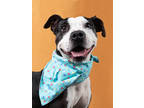 Adopt EVANGELINE a Pit Bull Terrier, Mixed Breed
