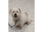 Adopt Fluff a Yorkshire Terrier, Mixed Breed