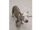 Adopt Brea a Pit Bull Terrier, Mixed Breed