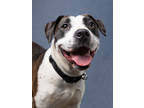 Adopt Chocolate Chip a Mixed Breed