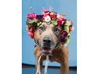Adopt Clementine a Pit Bull Terrier, Mixed Breed