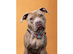 Adopt STRAWBERRY a Pit Bull Terrier, Mixed Breed
