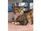 Adopt Oregano a American Shorthair, Domestic Short Hair