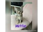 Adopt Miffie a Domestic Short Hair