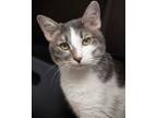 Adopt Ellie a Domestic Short Hair