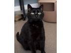 Adopt Lily a Domestic Short Hair