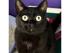 Adopt Kibby a Domestic Short Hair