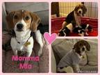 Adopt Mamma Mia a Beagle, Mixed Breed
