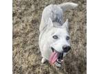 Adopt Skye a Husky