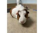 Adopt Dubalin a Guinea Pig