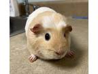 Adopt Capi a Guinea Pig