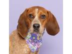 Adopt Asta a English Coonhound, Mixed Breed