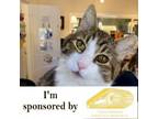 Adopt Cindy a Domestic Short Hair