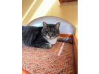 Adopt Ember a Domestic Short Hair