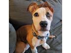 Adopt Fargo a Mixed Breed